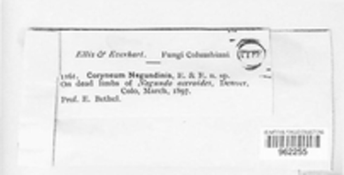 Dothidotthia negundinis image
